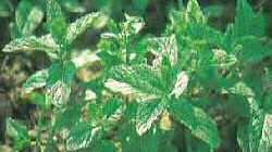 Menthe Menthe