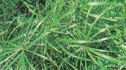 Papyrus Papyrus