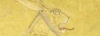 Apophis