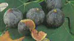 Figues Figues