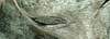 Chat �gyptien en bronze