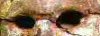 L'�poque pr�dynastique