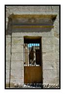 Horus derri�re la grille