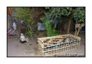 Cour int�rieure de fellah