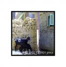 Ch�vres d�un petit village