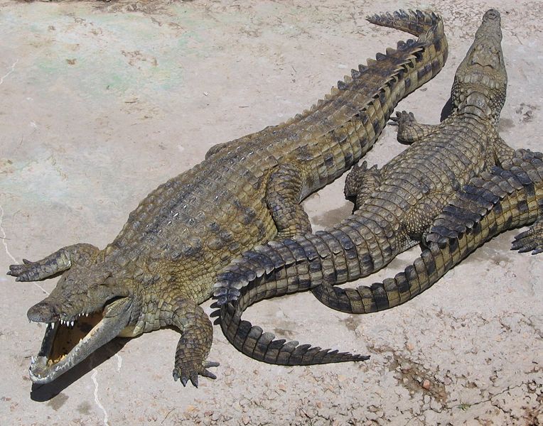 Crocodiles du Nil