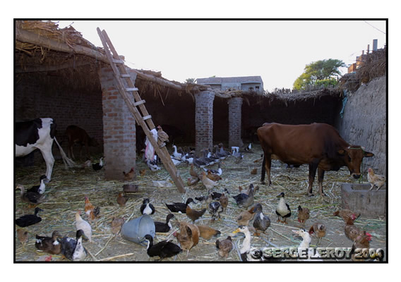 Basse-cour animalière