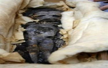 Tests ADN sur deux momies de foetus égyptiens