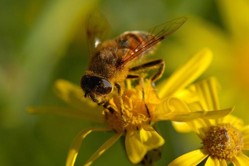 Une abeille