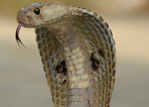 Un cobra