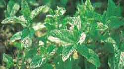 Menthe